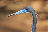 Tricolored Heron