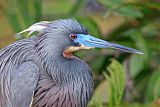 Tricolored Heron