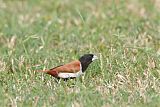 Tricolored Munia