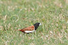 Tricolored Munia