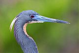 Tricolored Heron