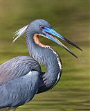 Tricolored Heron