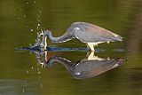 Tricolored Heron