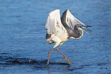 Tricolored Heron