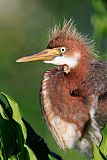 Tricolored Heron