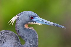 Tricolored Heron