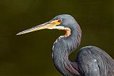 Tricolored Heron