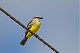 Tropical Kingbird