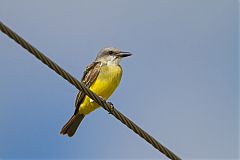 Tropical Kingbird