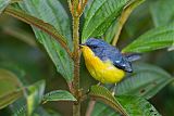 Tropical Parula