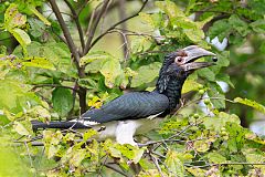 Trumpeter Hornbill