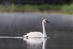 Trumpeter Swan