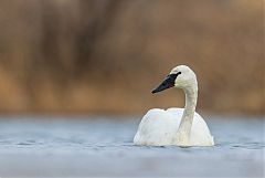 Trumpeter Swan