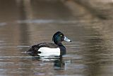 Tufted Duckborder=