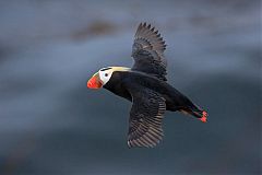 Tufted Puffin