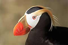 Tufted Puffin