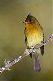 Tufted Flycatcher