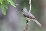 Tufted Titmouse