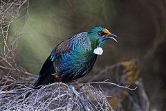 Tui