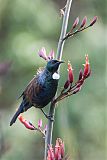 Tui