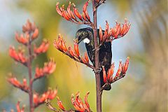 Tui