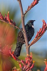 Tui