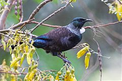 Tui