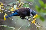 Tui