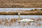 Tundra Swan