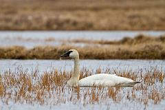 Tundra Swan