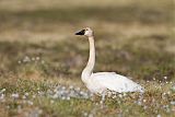 Tundra Swan