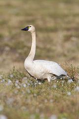 Tundra Swan