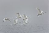 Tundra Swan