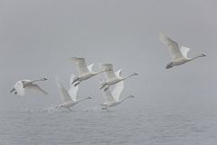 Tundra Swan