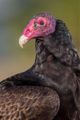 Turkey Vulture