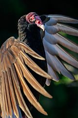 Turkey Vulture