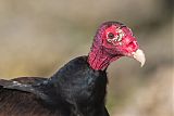 Turkey Vulture