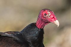 Turkey Vulture