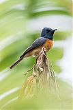 Vanikoro Flycatcher