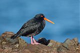 Variable Oystercatcher