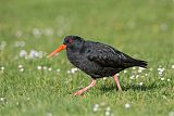 Variable Oystercatcher