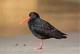 Variable Oystercatcher