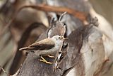 Varied Sittella