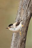 Varied Sittella