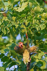Varied Lorikeet