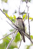 Variegated Flycatcher