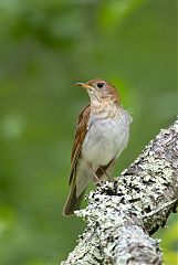 Veery