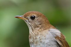 Veery