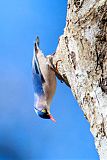 Velvet-fronted Nuthatch