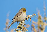 Verdin